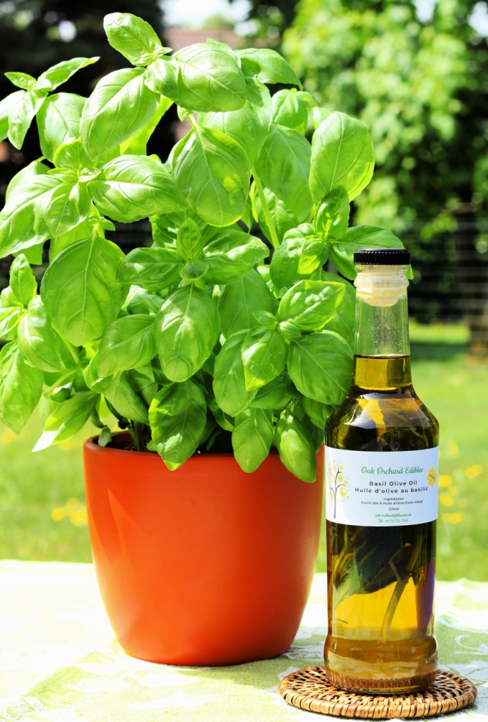 A bottle of basil olive oil and a basil plant.