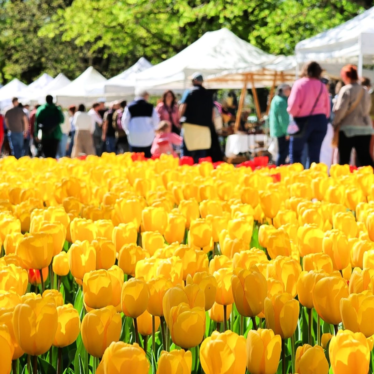 Join 80 Potters in the Tulips this Easter&nbsp;Weekend