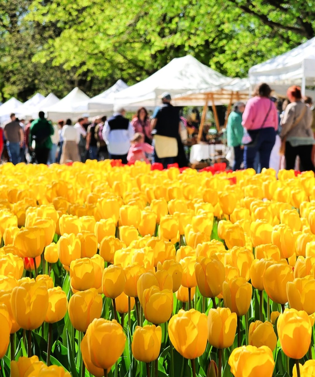 Join 80 Potters in the Tulips this Easter&nbsp;Weekend